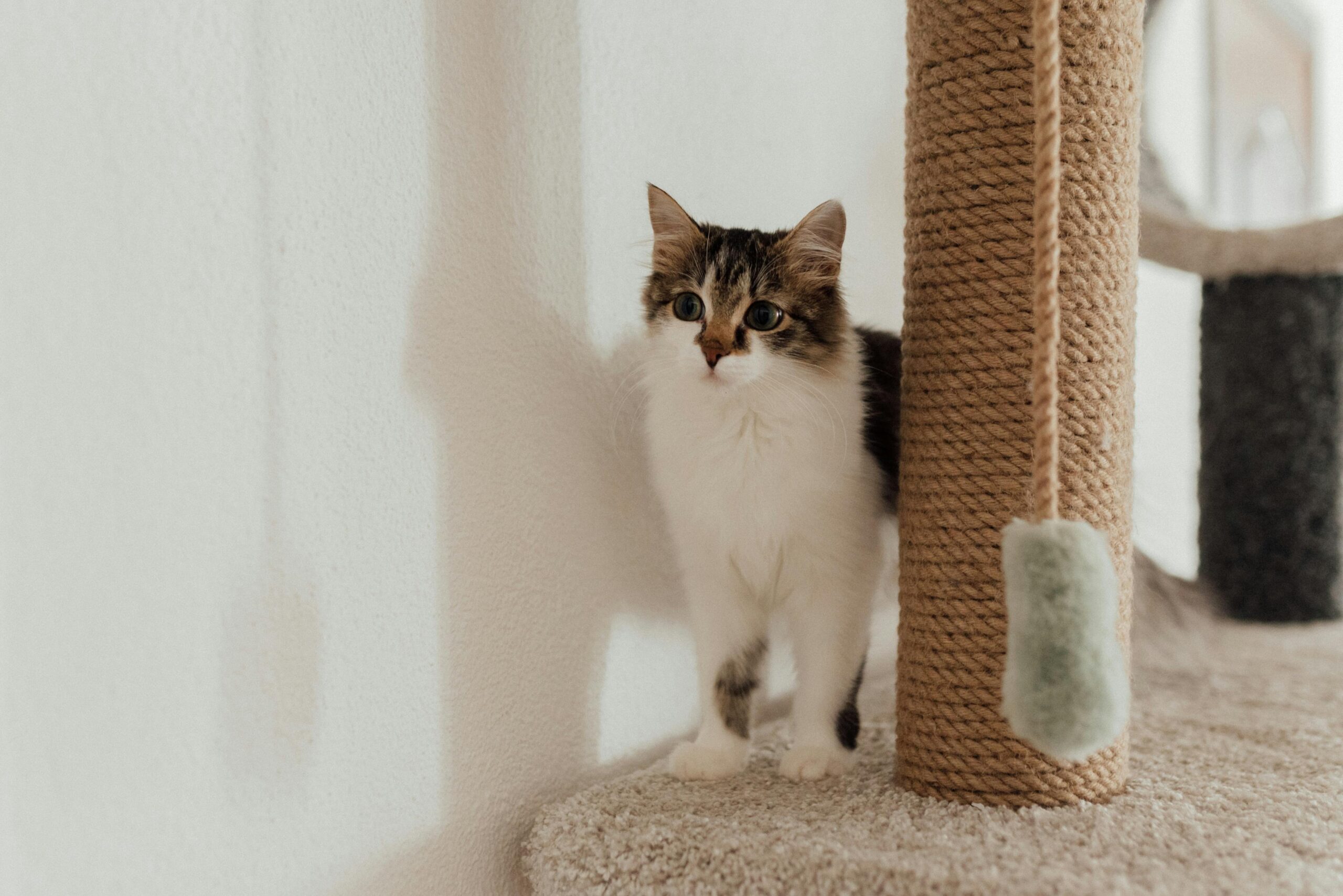 pexels-photo-7725977